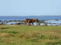 vandring 5 Vejbystrand